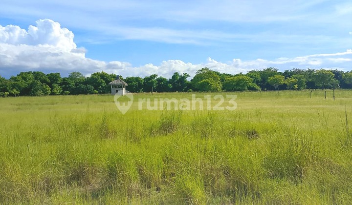 LAND FOR QUICK SALE, PANDAWAI AREA - SUMBA LAND FOR QUICK SALE, PANDAWAI AREA - SUMBA
