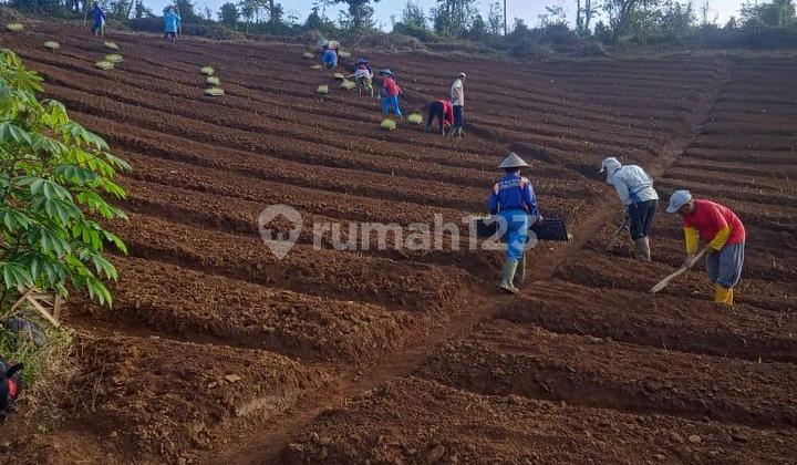 Land in Sukanagara Cianjur - AR