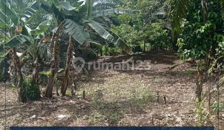For Rent For Sale Strategic Commercial Plot in Bengkulu Only 1 Km to Airport Area 3094m2 Just 105 Million/Year!! Still Within the City Masya!! Sumatra For Rent For Sale Strategic Commercial Plot in Bengkulu Only 1 Km to Airport Area 3094m2 Just 105 Million/Year!! Still Within the City Masya!! Sumatra
