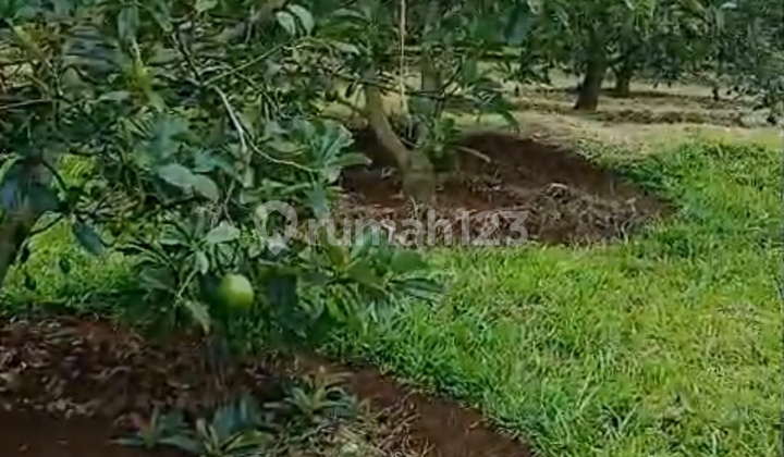 Dijual Kebun Alpukat Milky Mentega Super Di Sukabumi Luas 9 Ha Hanya 300rb/m2!! Jawa Barat