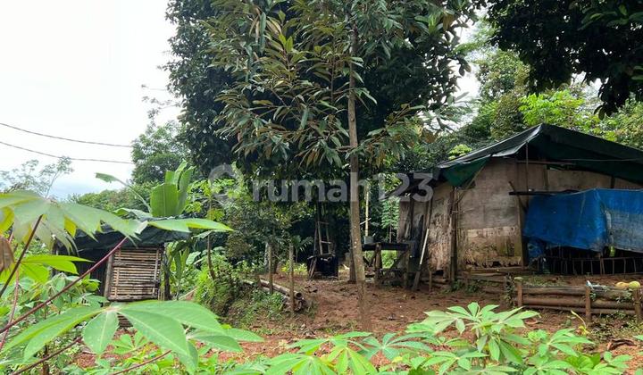 Dijual Cepat Tanah Kebun Murah Di Jasinga Bogor