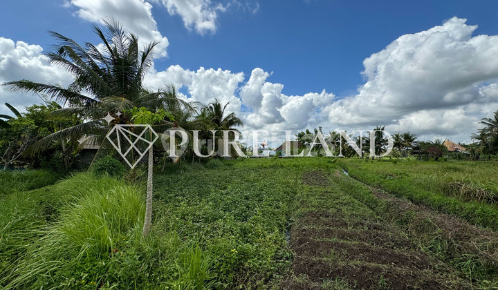 Pristine Land In Bitera Ubud