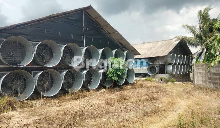 DISEWAKAN CEPAT! TANAH STRATEGIS ±2.1 HEKTAR DI KALIANDA, LAMPUNG SELATAN DISEWAKAN CEPAT! TANAH STRATEGIS ±2.1 HEKTAR DI KALIANDA, LAMPUNG SELATAN