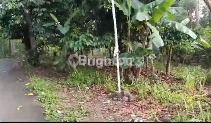 DIJUAL CEPAT – TANAH/KEBUN SANGAT COCOK SEKALI UNTUK INVESTASI PERKEBUNAN DI SUKARAME 2, TELUK BETUNG BARAT