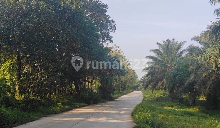 Expansive Land 9,76 Ha in Maja - Competitive Price, Ready for Development