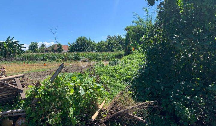 Tanah 15380 m2 SHM Rogojampi, Banyuwangi 2