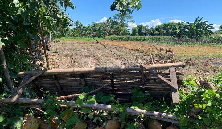 Tanah 15380 m2 SHM Rogojampi, Banyuwangi 1