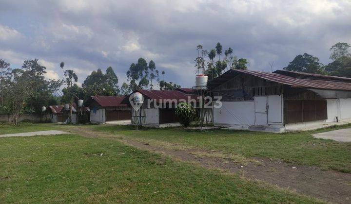 Peternakan Lelang Permata Bank Cisurupan, Kab. Garut 2