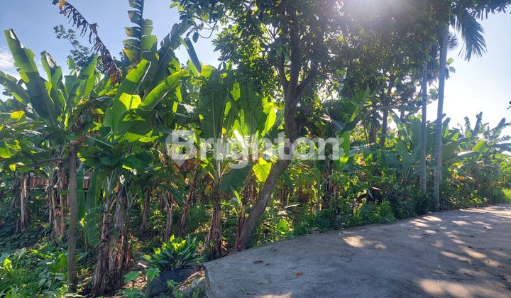 Tanah dalam gang daerah Flamboyan raya Tanah dalam gang daerah Flamboyan raya