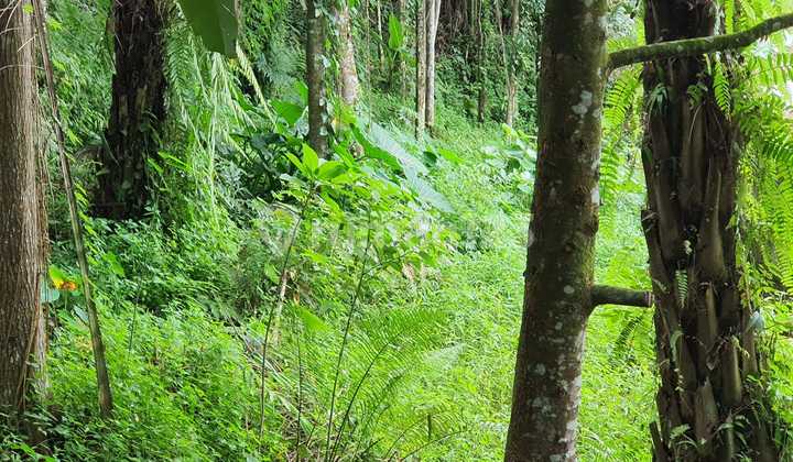 Tanah 2,1 Ha di Jl Bintang Meriah Tanah 2,1 Ha di Jl Bintang Meriah