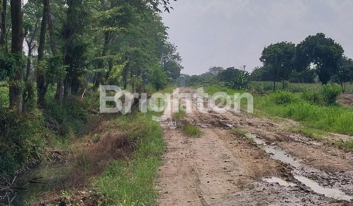 Di Jual Tanah Di Telagasari Tanjung Morawa 2