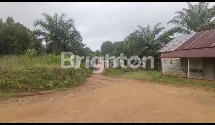 Tanah Sawit Murah dengan Luas 100 Ha Daerah Indragiri Hilir Riau yang Masih Aktiv Tanah Sawit Murah dengan Luas 100 Ha Daerah Indragiri Hilir Riau yang Masih Aktiv