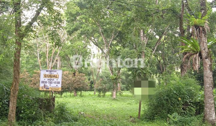 Tanah Kosong Depan Kebun Binatang 2