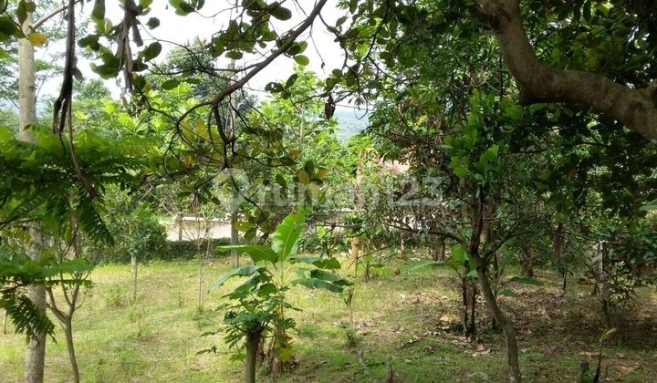 Jual Cepat Tanah Kebun Strategis Cocok untuk Alfa Jalan Ramai