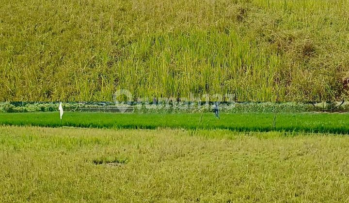 For Rent Land Plot Location Jonggol Good And Strategic