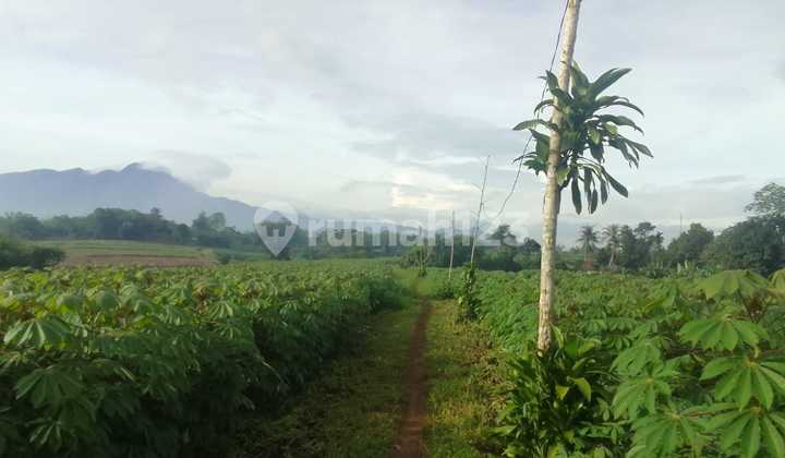 SHM Land in a Strategic Location at Bojong Jengkol, Ciampea, Bogor SHM Land in a Strategic Location at Bojong Jengkol, Ciampea, Bogor