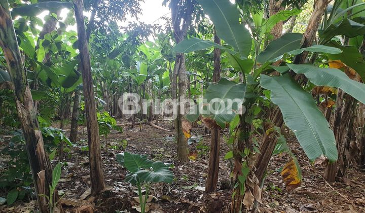 TANAH STRATEGIS HARGA DIBAWAH NJOP BANGETTT.... WATES NGALIYAN WILAYAH KOTA SEMARANG  1