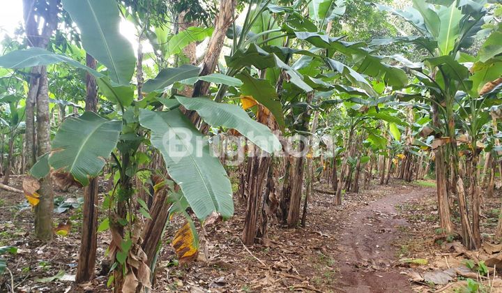 TANAH STRATEGIS HARGA DIBAWAH NJOP BANGETTT.... WATES NGALIYAN WILAYAH KOTA SEMARANG  2