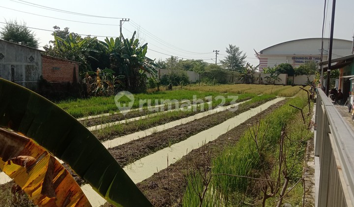 For Sale: Rice Field Land in Tegal Selatan, Fronting Tegal Selatan Field