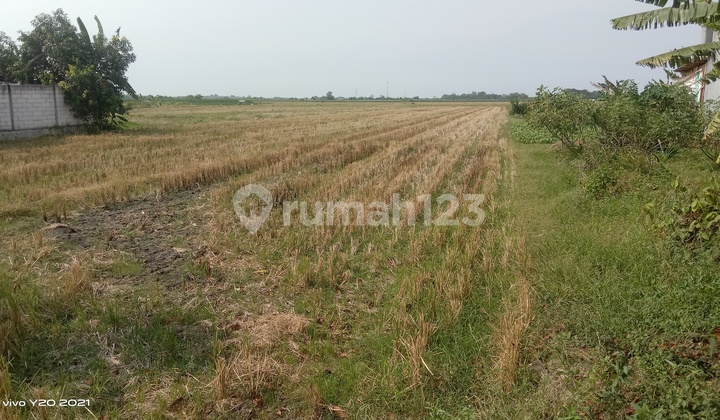 DI JUAL SAWAH DI JL SUMBERHARJO PEMALANG DI JUAL SAWAH DI JL SUMBERHARJO PEMALANG