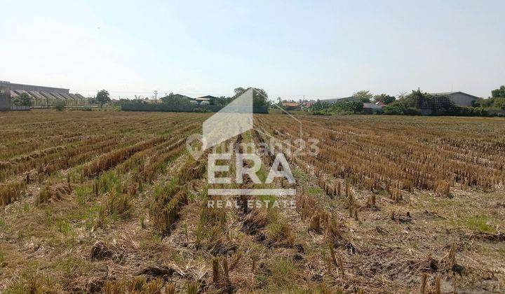Jual Sawah Produktif Munjung Agung Kramat Tegal 1