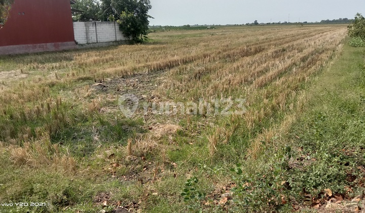 DI JUAL SAWAH DI JL SUMBERHARJO PEMALANG DI JUAL SAWAH DI JL SUMBERHARJO PEMALANG