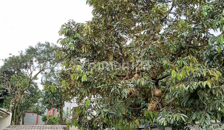 For Sale Spacious Move-In Ready House in Leuwinanggung Negotiable Price 2