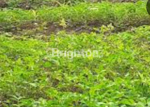 LAND FOR RENT, READY TO BUILD, SUITABLE FOR BUSINESS, AREA 4,750 M², SOEKARNO HATTA AREA, SEMARANG. 1