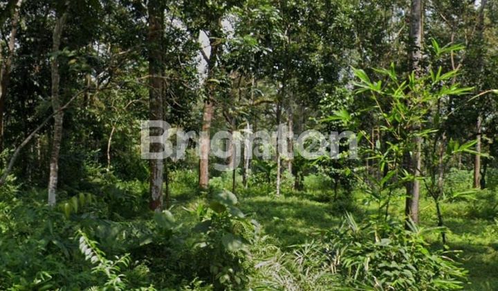 DI JUAL KEBUN DURIAN 1,5 ha DI PATEMON GUNUNG PATI SEMARANG 1