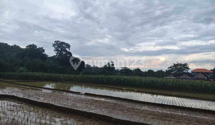 Dijual Tanah Sawah Proses Shm Dekat Bandara Doho
