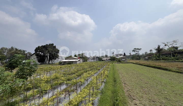 Tanah Tepi Jalan- Utara Jejamuran Pandowoharjo Tanah Tepi Jalan- Utara Jejamuran Pandowoharjo