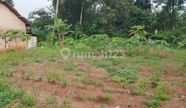 Jual Tanah Komersial Tigaraksa Ajb Murah Luas Strategis Nego