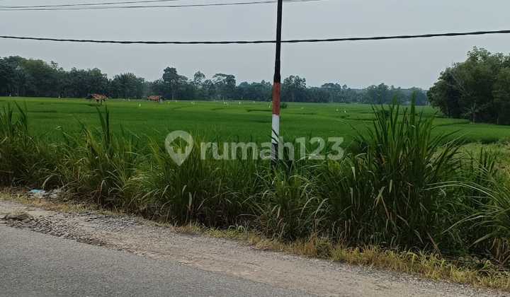 Tanah Sawah Pinggir Jalan Marga Agung Jati Agung Lamsel Tanah Sawah Pinggir Jalan Marga Agung Jati Agung Lamsel