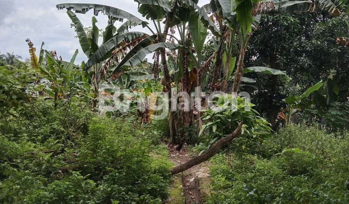 Tanah strategis pinggir jalan luas 2400m dekat gerbang tol lematang lampung