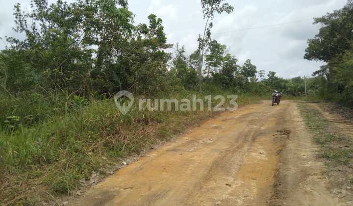 Tanah 2 Hektar Harga Terjangkau Di Seroja Ujung