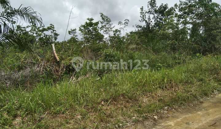 Tanah 2 Hektar Harga Terjangkau Di Seroja Ujung