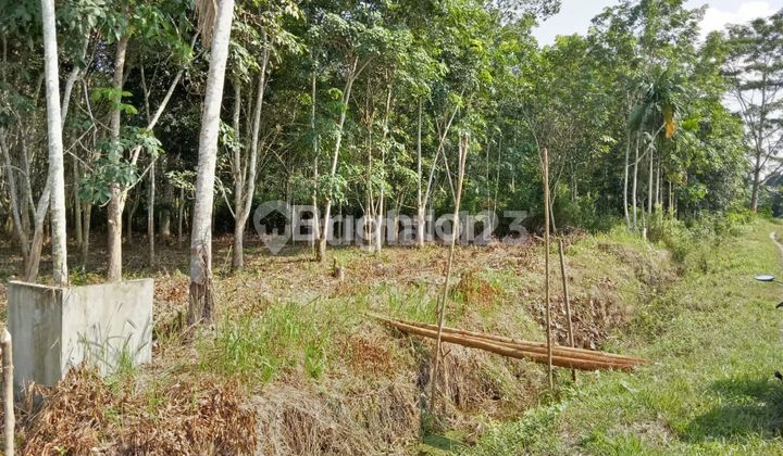Tanah Shm Luas 3000m Di Jalan Matoa Tenayan Raya Tanah Shm Luas 3000m Di Jalan Matoa Tenayan Raya