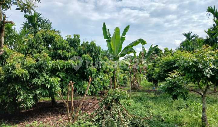 Land for Quick Sale!! Garuda Sakti Km 8 Investment Land for Quick Sale!! Garuda Sakti Km 8 Investment