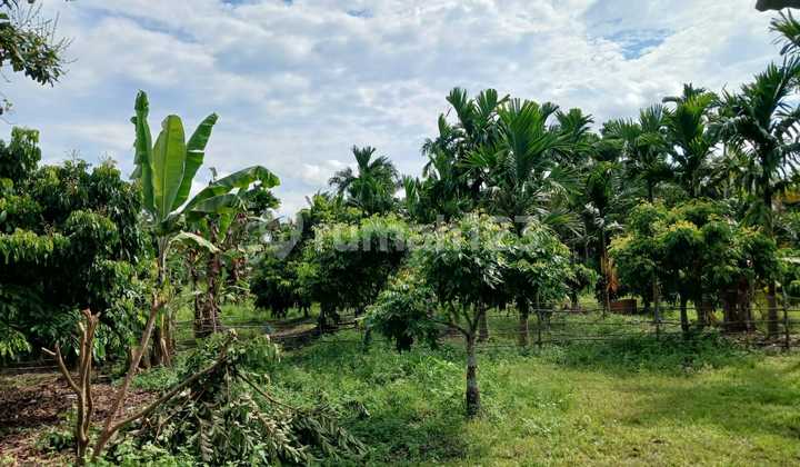 Land for Quick Sale!! Garuda Sakti Km 8 Investment Land for Quick Sale!! Garuda Sakti Km 8 Investment