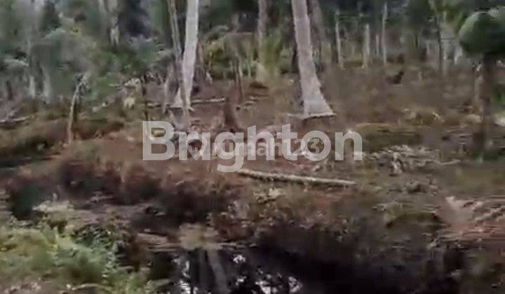 Kebun Kelapa Tembilahan 100jt 1