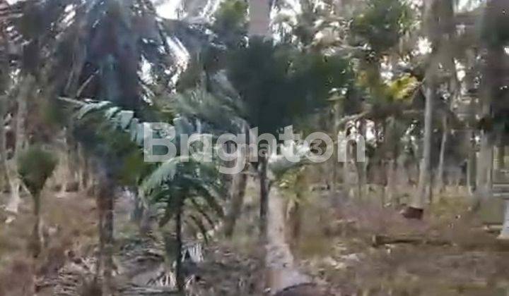 Kebun Kelapa Tembilahan 100jt 2