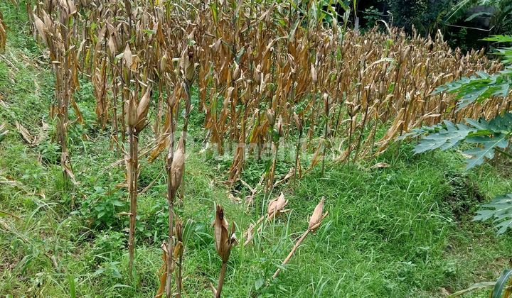 Tanah Strategis di Tabanan