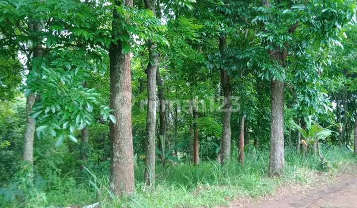 Dijual Kebun Mahoni Di Ujungberung Kota Bandung