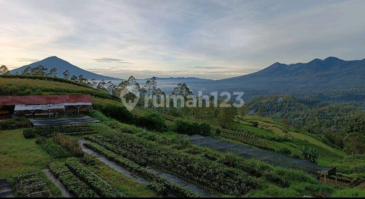 For Sale: Plantation Land in Kamojang, Garut. For Sale: Plantation Land in Kamojang, Garut.