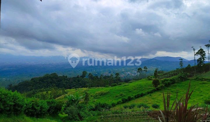 For Sale: Plantation Land in Kamojang, Garut. For Sale: Plantation Land in Kamojang, Garut.