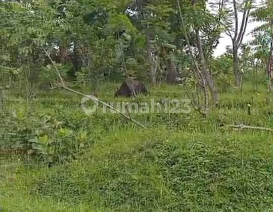 Dijual Tanah Cocok Untuk Resort di Ledug Prigen#MEL9DES25