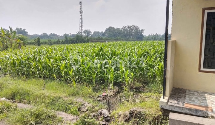 Tanah Dijual Karang Wungu Puri Mojokerto Tanah Dijual Karang Wungu Puri Mojokerto