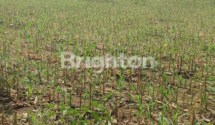 Land in Pasrepan Pasuruan