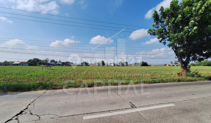 Sawah  Produktif di Ciranggon Karawang