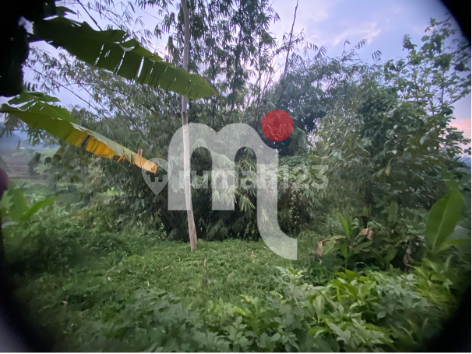 DIJUAL TANAH LUAS DI BOJA, KENDAL DIJUAL TANAH LUAS DI BOJA, KENDAL